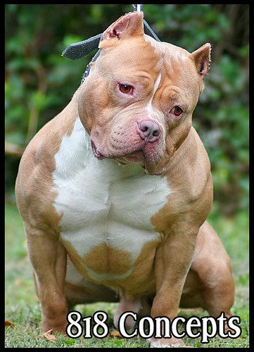 Bully Max Pit Bull Supplement