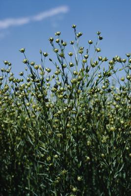 Flax Meal and Cyanide