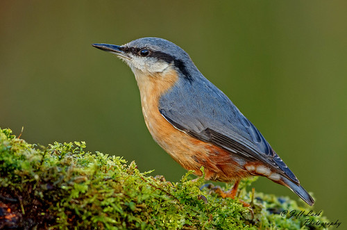 JWL4437  Nuthatch..