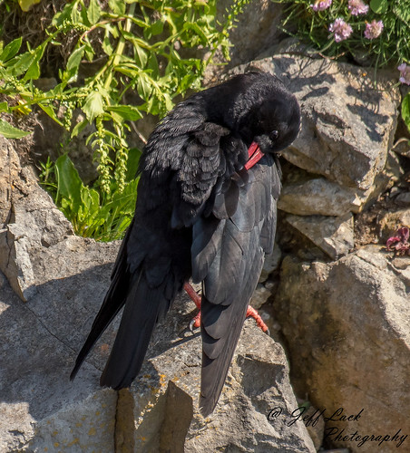 DSC1531  Chough