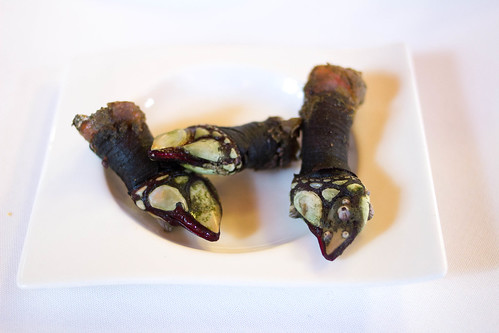 supplement: Gooseneck barnacles