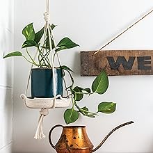 A plant pictured in the Hanging Plant Stand.