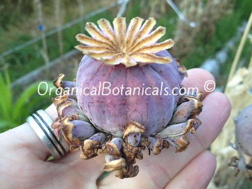 JUMBO Turkish #OPIUM Poppy Flower SEED Pods