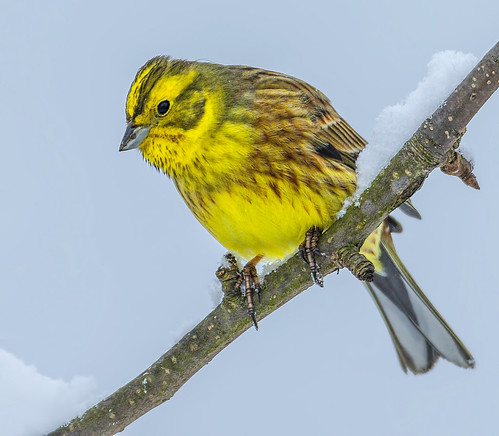 Yellowhammer in winter 3