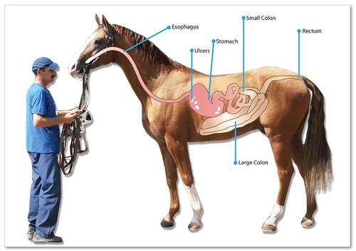 Best horse ulcer supplements on the Market