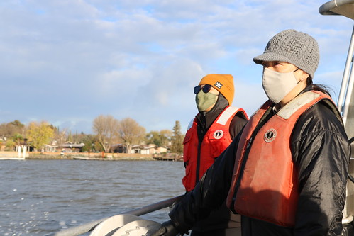 Delta smelt experimental release