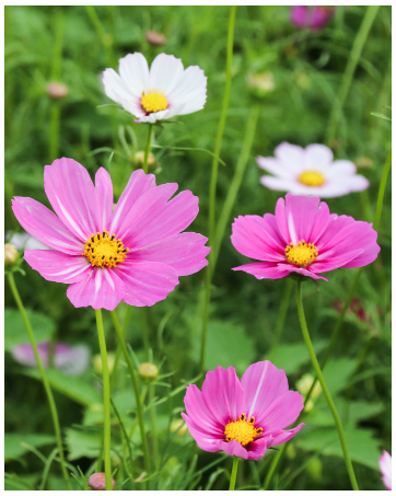 flower seeds for planting