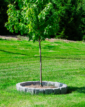 Tree Ring with Beuta Blocks