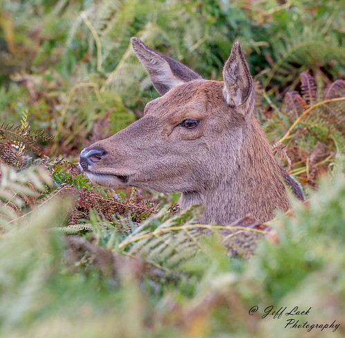 DSC7804  Red Deer