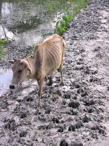 Cow Walking on Narrow Path