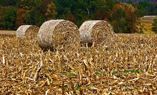 Baled Cornstalks