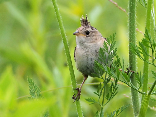 Sedge Wren MIRRORLESS 06-20170714