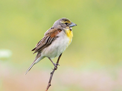 Dickcissel MIRRORLESS 06-20170714