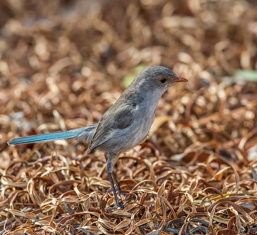 female Splendid Fairywren (Malurus splendens)