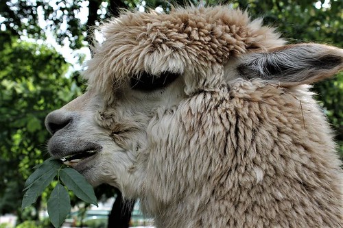 Alpaca (Vicugna Pacos)