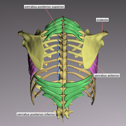 Serratus muscles