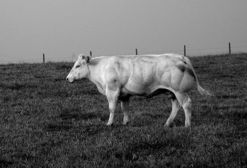 Cow