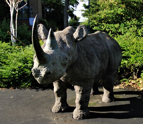 Black Rhinoceros (1991) By Christine Hill, Great North Museum - Hancock Museum, Newcastle University, Haymarket, Newcastle Upon Tyne, Tyne & Wear, England.