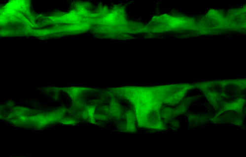 fss mutant 4 z slices projected. smyhcGFP