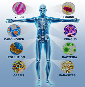 immune_system