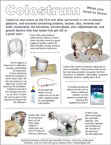 Colostrum