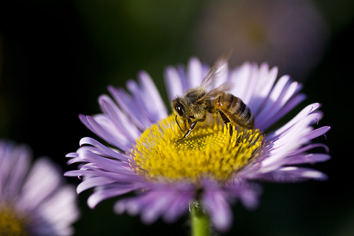 Immune from hayfever