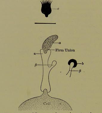 This image is taken from Page 572 of Collected studies in immunity