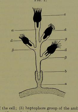 This image is taken from Page 227 of Collected studies in immunity