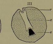 This image is taken from Page 296 of Collected studies in immunity