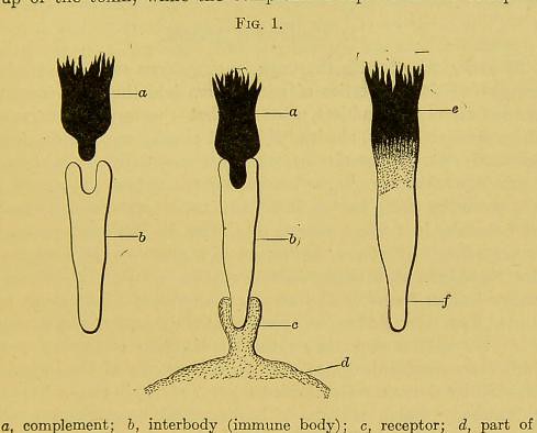 This image is taken from Page 57 of Studies in immunity [electronic resource]