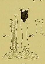 This image is taken from Page 606 of Studies in immunity [electronic resource]