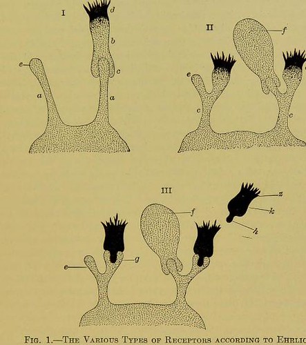 This image is taken from Page 393 of Studies in immunity [electronic resource]