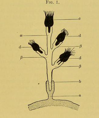 This image is taken from Page 227 of Studies in immunity [electronic resource]