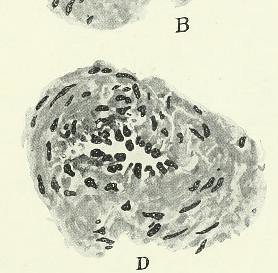 This image is taken from Page 509 of The Journal of immunology, 02