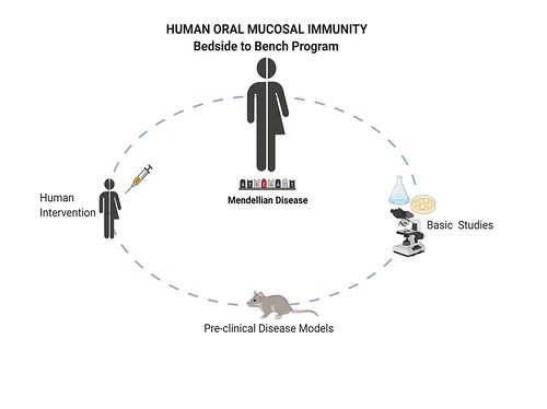 Niki Moutsopoulos: Oral Immunity & Infection Section