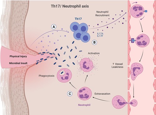 Niki Moutsopoulos: Oral Immunity & Infection Section