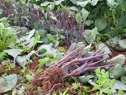 CABBAGE BARE ROOT TRANSPLANTS, RED CABBAGE, AUTORO.