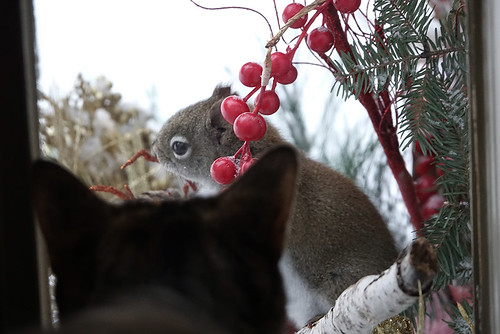 Our New Cat Toy