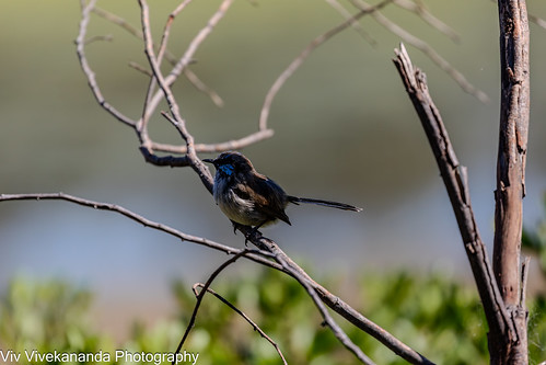 On a sunny spring morning, handsome male Superb Fairywren on food watch at wetland. It eats mostly insects and supplements its diet with seeds.