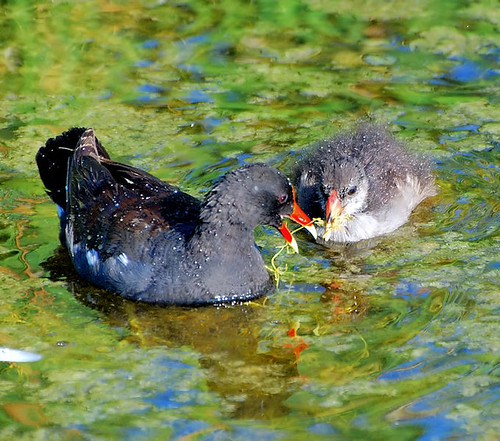 Moorhen feeding a chick