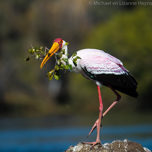 Stork Yellow-billed