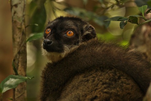 IMG_7815 Common Brown Lemur (Eulemur fulvus)