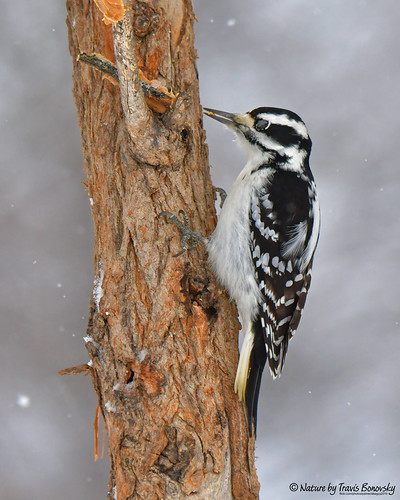 Hairy Woodpecker (female) eating peanut butter