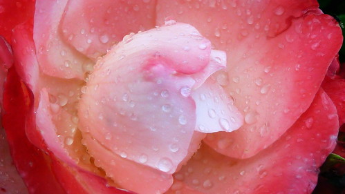 Pink Rose